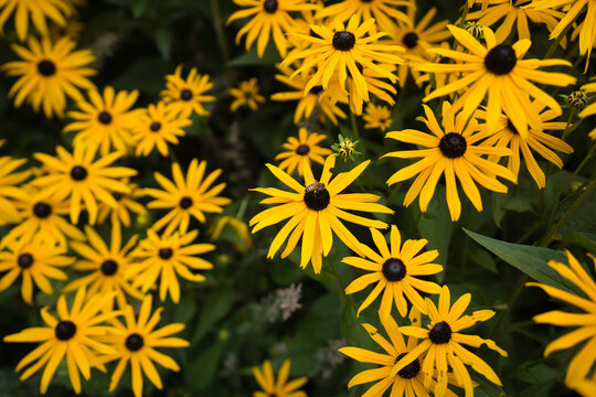 Top View Of Yellow Flowers Named Black-eyed Susan