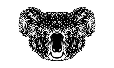 Koala head illustration, vector, hand drawn, isolated on light background.
