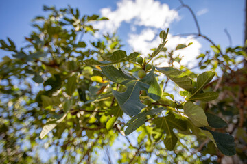 Figues sur le figuier