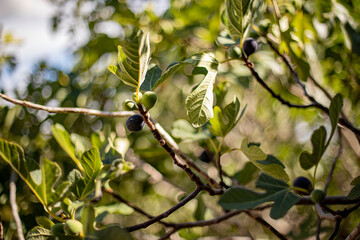 Figues sur le figuier