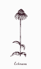 Eastern purple coneflower (Echinacea purpurea) flower stem with and leaves, doodle drawing with inscription, vintage style