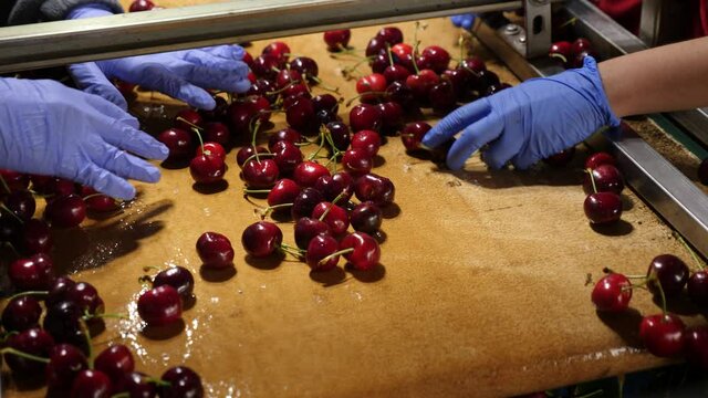 Ripe cherries on the sorting conveyor closeup