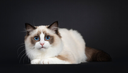Cute seal bicolor Ragdoll cat kitten, laying down side ways. Looking to lens with mesmerizing blue eyes. Isolated on a black background.