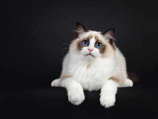 Obraz premium Cute seal bicolor Ragdoll cat kitten, laying down facing front on edge with front paws hanging relaxed down. Looking aboven camera with mesmerizing blue eyes. Isolated on a black background.