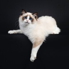 Cute seal bicolor Ragdoll cat kitten, laying down side ways on edge with front paw hanging down. Looking to lens with mesmerizing blue eyes. Isolated on a black background.