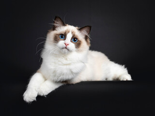 Cute seal bicolor Ragdoll cat kitten, laying down side ways on edge with front paws hanging relaxed...
