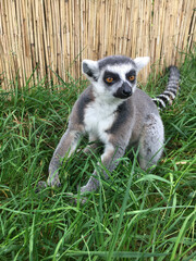 Lemur is sitting on the grass. Lemurs, endangered animals of Madagascar, Africa, in the european zoo