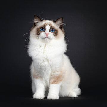 Cute seal bicolor Ragdoll cat kitten, sitting up facing front. Looking to lens with mesmerizing blue eyes. Isolated on a black background.