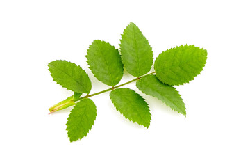 fresh green rose hip leaves isolated on white