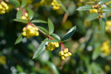 Wintergreen barberry