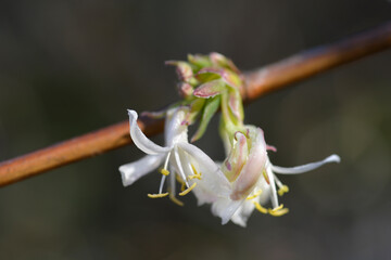 Winter flowering honeysuckle