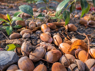Ripe brown acorns lie on the ground among the yellow autumn leaves, close up, selective focus