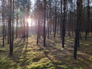 Fototapeta premium słońce w lesie