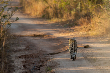 Leopard 
