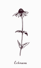 Eastern purple coneflower (Echinacea purpurea) flower stem with and leaves, doodle drawing with inscription, vintage style