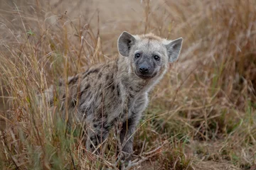 Fotobehang Hyena Hyena  © laura