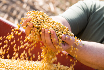 Farmer holding soy grains in his hands