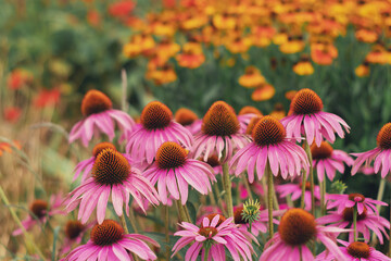 Coneflowers, beautiful multicolored flowers in the park, Natural background. Flowers background....
