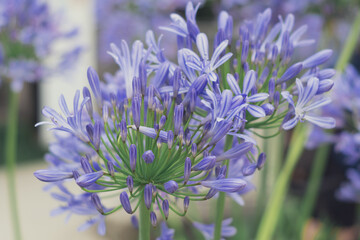 Agapanthus, beautiful blue flower close up. Natural background. Flowers background. Beautiful neutral colors