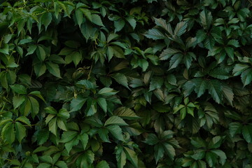 green leaves background