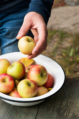 Man holding fresh apple in a garden. Organic food, harvesting concept. Close up, vertical