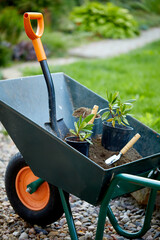 .Wheelbarrow with gardening tools and plants