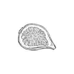 Top view on fresh fig fruit cut in half, engraving vector illustration isolated.