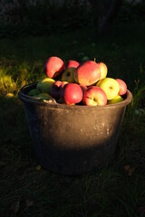 apples in a basket