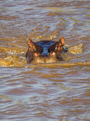 Hippopotamus Bull surfaces in a turbulent river in the Masai Mara, Kenya