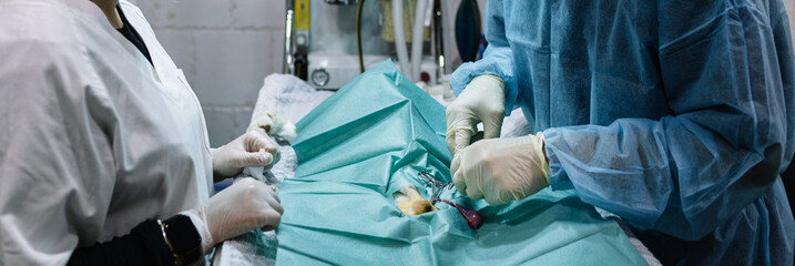 Veterinarian team performing surgery on a pet in an operating room of a veterinary clinic. Animal health care and medicine concept.