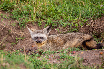 Naklejka na ściany i meble Bat-eared Fox resting at the mouth of its den in the Masai Mara, Kenya