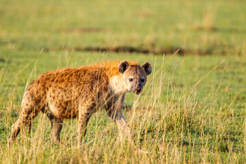 Spotted hyena crossing the grass savannah of the Masai Mara, Kenya