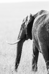 Elephant grazing on the open savannah of the Masai Mara, Kenya