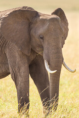 Obraz na płótnie Canvas Elephant grazing on the open savannah of the Masai Mara, Kenya