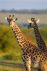 Naklejka na ściany i meble Masai Giraffe walking in the early morning in the Masai Mara