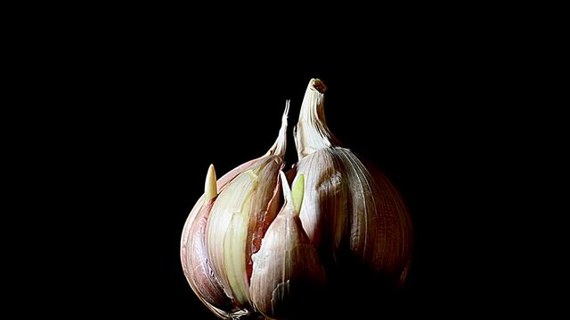 The head of garlic on a black background spins