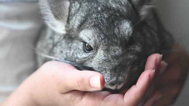 Chinchilla striped gray in the girl's arms. 