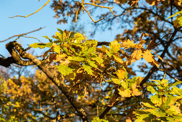Yellow and green oak leaves on a branch in autumn. Blurred background, blue sky