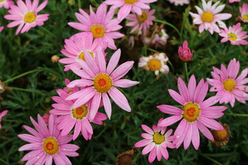 Fototapeta premium There are a bunch of pink flowers on the green grass
