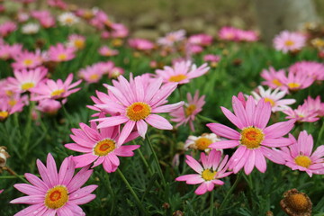 Obraz premium There are a bunch of pink flowers on the green grass