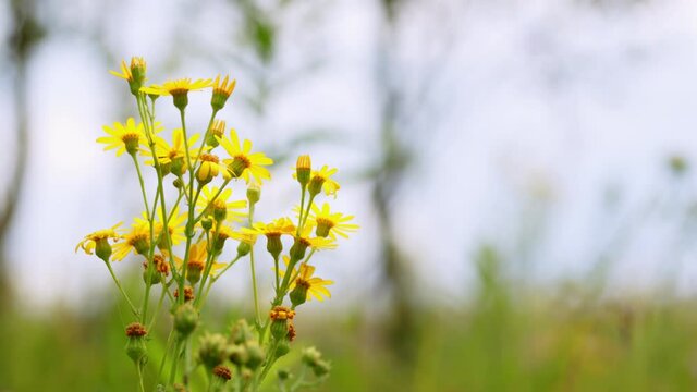 Common ragwort with flowers in summer. Jacobaea vulgaris, senecio jacobaea, in asteraceae.