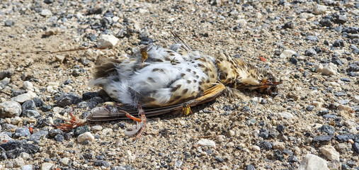 Polluelo de pájaro devorado por enjambre de avispas