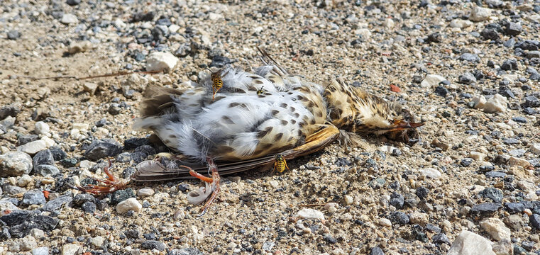 Polluelo de p&aacute;jaro devorado por enjambre de avispas