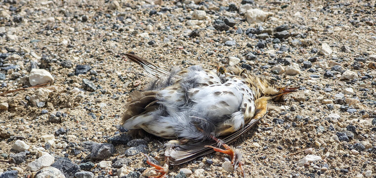 Polluelo de p&aacute;jaro devorado por enjambre de avispas