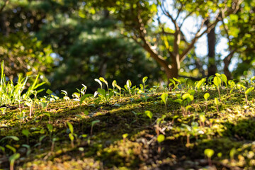 林の中、光と差し込む地面と沢山の双葉