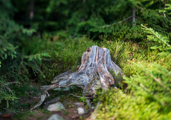 Leśny pień © Przemysław