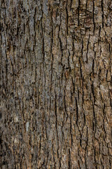 クスノキ、木の肌のテクスチャ