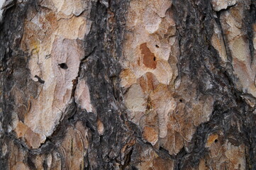 Close-up of the bark of a coniferous tree - pine