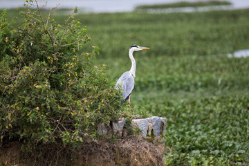 Heron