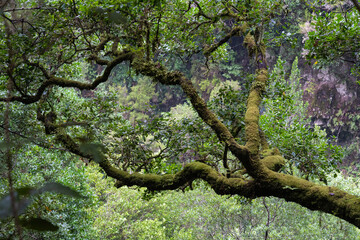 Urwald La Palma